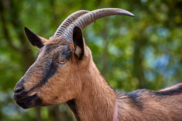 Domestic goat in the farm