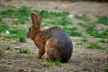 Funny rabbit in the grass