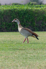 Egyptian Duck wandering around Abu Dhabi in the green grass near the mangroves.