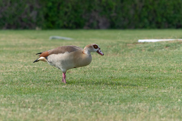 Egyptian Duck wandering around Abu Dhabi in the green grass near the mangroves.