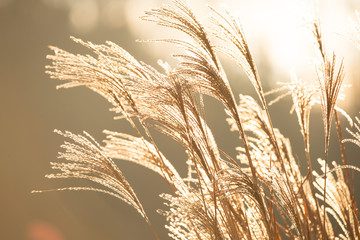 Gras-Ähren wiegen im Wind
