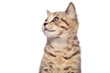 Portrait of a kitten Scottish Straight, closeup, looking up, isolated on white background