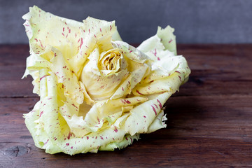 Radicchio Variegato di Castelfranco, Veneto, Italy