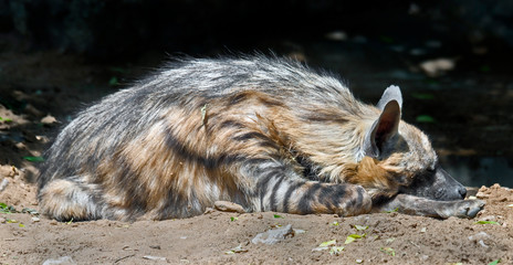 Striped hyena. Latin name - Hyaena hyaena