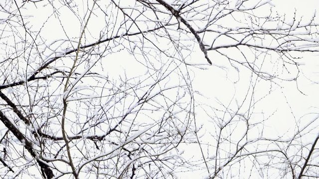 Winter landscape. Medium shot of snow falling on leafless tree branches against cloudy sky. Slow motion. HD