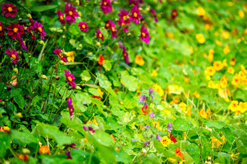 Monet's Gardens and House at Giverny, Normandy, France