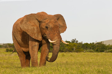 Huge African elephant feeding on lush