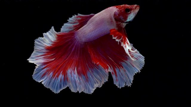Super slow motion of Siamese fighting fish (Betta splendens), well known name is Plakat ThaiSuper slow motion of Siamese fighting fish (Betta splendens), well known name is Plakat Thai