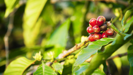 coffee beans ripening on branch coffee tree. coffee farm and plantation on indonesia. red coffee berries