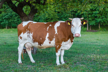 Fototapeta na wymiar Krowa na pastwisku
