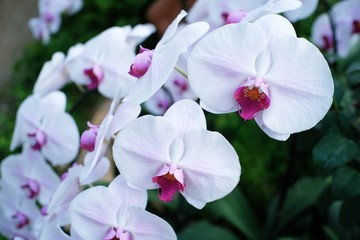 Fototapeta na wymiar Orchid flower in garden.
