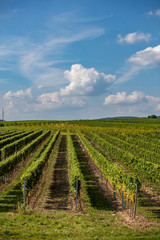 Fototapeta na wymiar green vineyards rows