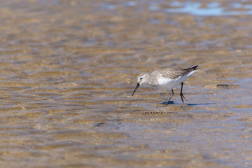 Dunlin profile looking for food at the beach in the sun in Muscat, Oman. 