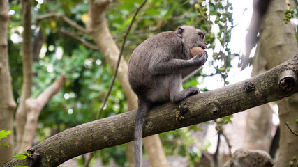 Monkey macaque in the rain forest. Monkeys in the natural environment. Bali, Indonesia. Long-tailed macaques, Macaca fascicularis