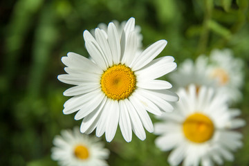 sunny fresh summer chamomile flowers and bee - Image