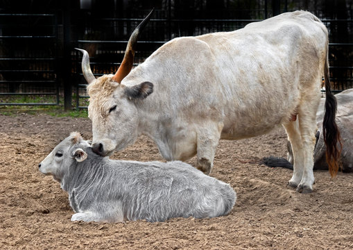 Hungarian grey cattle