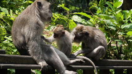 Monkey macaque in the rain forest. Monkeys in the natural environment. Bali, Indonesia. Long-tailed macaques, Macaca fascicularis