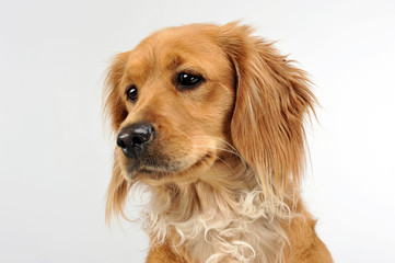 nice dog portrait in a white studio