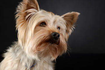 Yorkshire Terrier looking out of the picture in dark studio