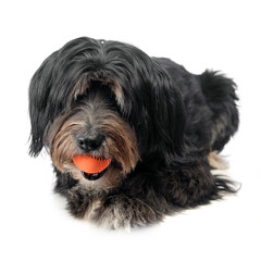 mutt dog plays with an orange ball