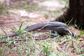 Bengal monitor lizard sitting on the ground near the tree in the forest on green grass background on island in Thailand, Southeast asia