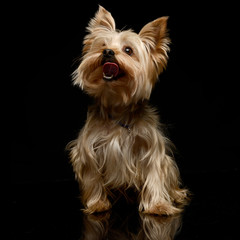 Yorkshire Terrier looking up in the dark background