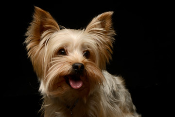 Happy Yorkshire Terrier smiling in a studio shoot