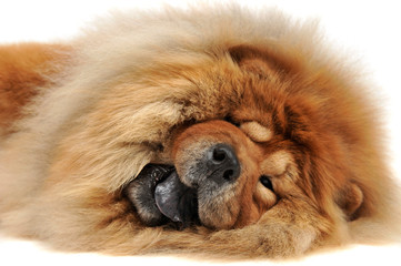 Fototapeta premium happy chow chow lying on the ground in the studio