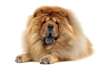 chow chow relaxing in a white background studio