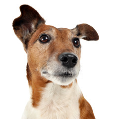 Jack Russell Terrier waching in a white studio