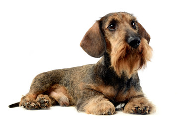 Dachshund lyng on the white ground  studio