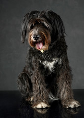 Naklejka na ściany i meble dark mutt dog sitting in studio with dark background