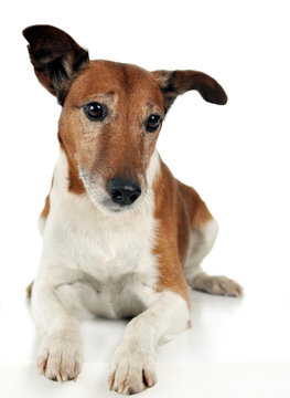 Jack Russell Terrier in white backgroung