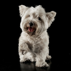 West Highland White Terrier walking in the black studio