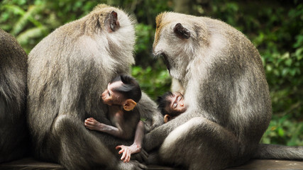 monkey mother breastfeeds baby. Monkey macaque in the rain forest. Monkeys in the natural environment. Bali, Indonesia. Long tailed macaques, Macaca fascicularis