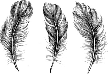 Obraz premium Hand drawn feather on white background