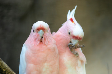 Lovely couple of cockatoos. Two lovers parrot white and pink colors sitting on a branch and cooing