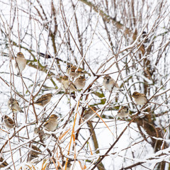 Sparrow on branches of bushes. Winter weekdays for sparrows. Com