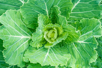 Blurred for Background.Natural fresh green cabbage (Ornamental Kale) with dew drops for texture.