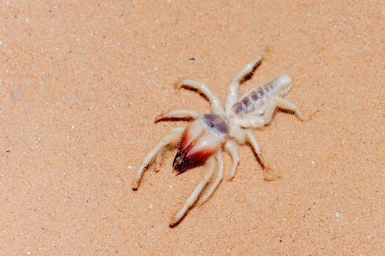 Camel Spider walking through the sand dunes of the UAE.