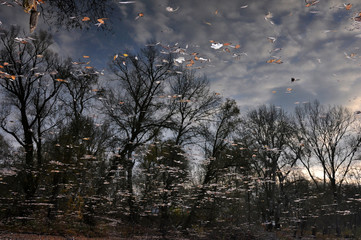 Obraz premium autumn forest in a water mirror