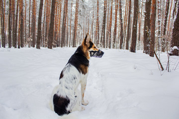 Dog in plastic muzzle running in winter forest with snow