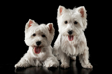 Two West Highlander Terrier in the dark studio