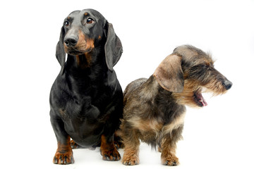 Two Dachshund sitting in the whie studio