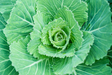 Blurred for Background.Natural fresh green cabbage (Ornamental Kale) with dew drops for texture.