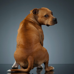 Staffordshire Terrie looking back, in a studio table