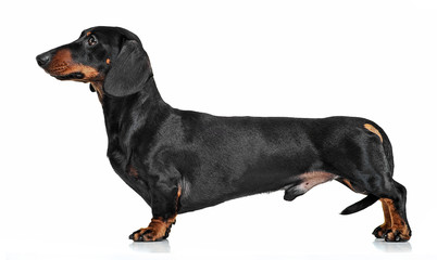 Dachshund standard