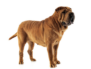 Obraz premium Shar pei staying in the white studio
