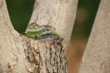lizard on the tree trunk