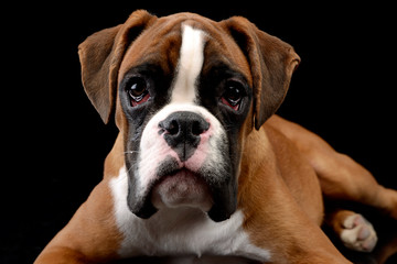 Jung Boxer lying on the floor in dark studio